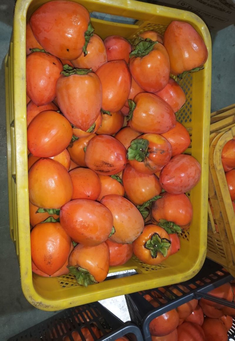 모야아빠님의 장터 판매 상품 [판매완료] 첨부 사진