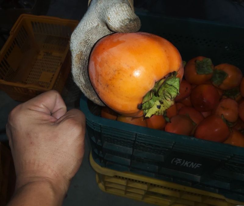 모야아빠님의 장터 판매 상품 [판매완료] 첨부 사진