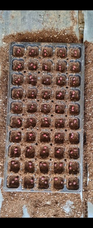 조한규(김효정)님의 콩 · 자유게시판 작성글 사진