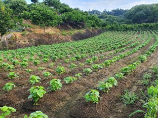 조한규(김효정)님의 콩 · 자유게시판 작성글 사진