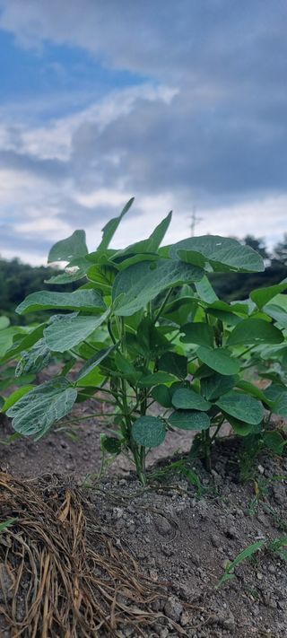 조한규(김효정)님의 콩 · 자유게시판 작성글 사진