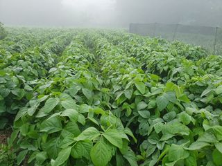 조한규(김효정)님의 콩 · 자유게시판 작성글 사진