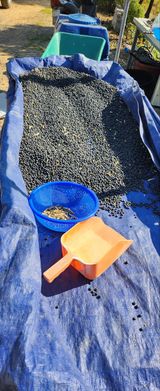 팜모닝 콩·자유게시판 게시글 이미지