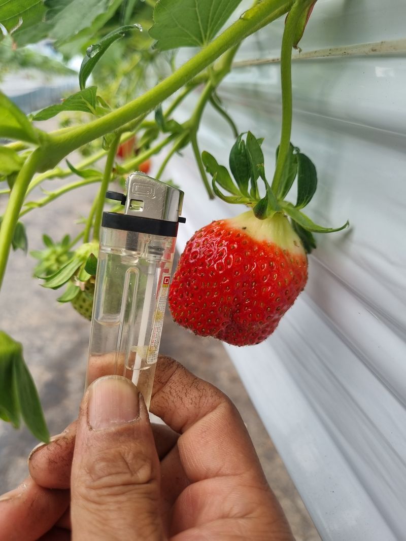 강길구님의 장터 판매 상품 [딸기 ] 첨부 사진