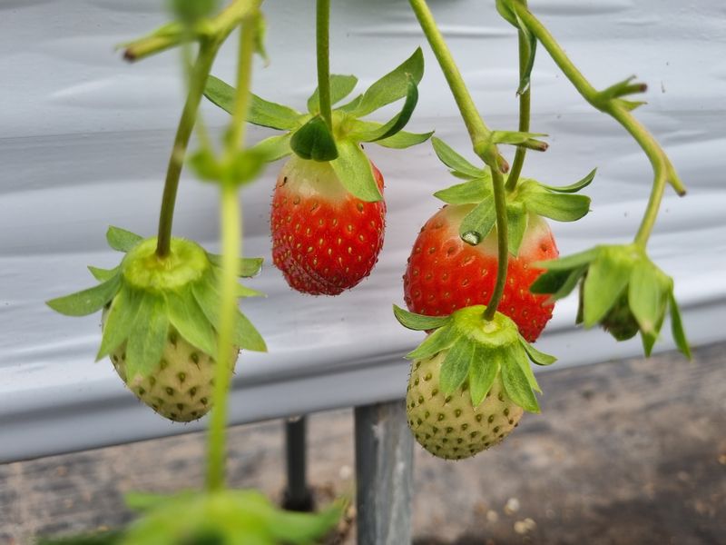 강길구님의 장터 판매 상품 [딸기 ] 첨부 사진
