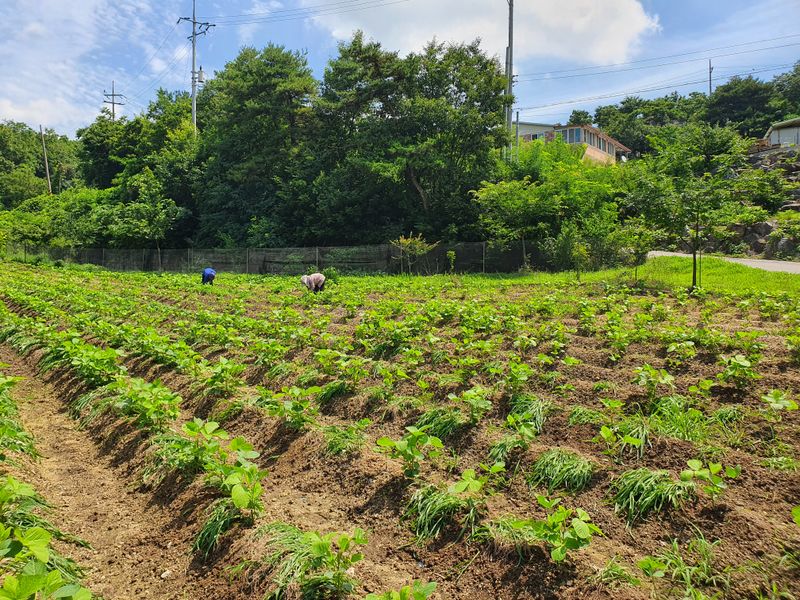 조한규(김효정)님의 장터 판매 상품 [서리태콩(청자5호) 1kg] 첨부 사진
