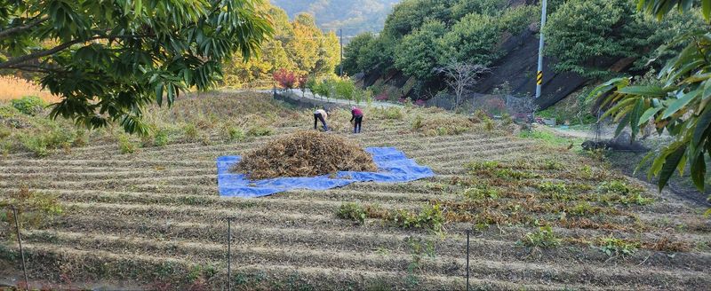 조한규(김효정)님의 장터 판매 상품 [서리태콩(청자5호) 1kg] 첨부 사진