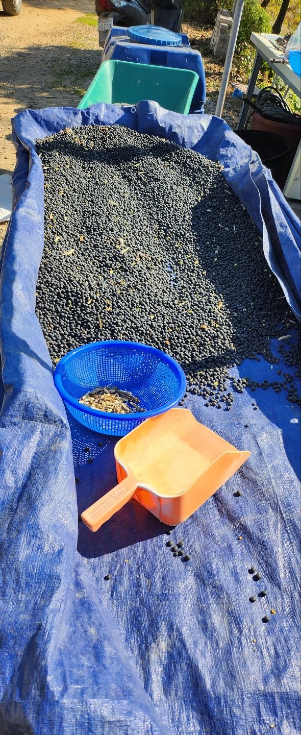 조한규(김효정)님의 장터 판매 상품 [서리태콩(청자5호) 1kg] 첨부 사진