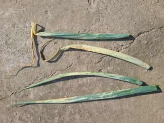 핵손팜님의 파 · 병해충상담 작성글 사진