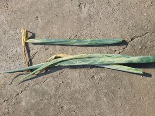 핵손팜님의 파 · 병해충상담 작성글 사진