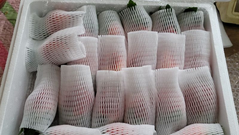 장터 상품 [설향딸기 판매합니다.] 썸네일