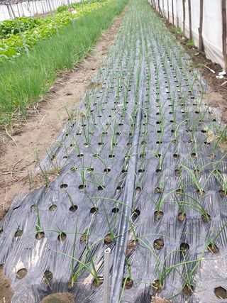 김화연님의 양파 · 자유게시판 작성글 사진