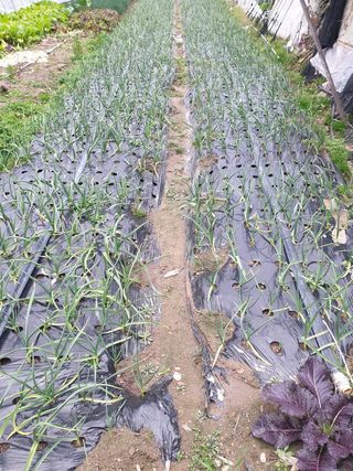 김화연님의 양파 · 자유게시판 작성글 사진