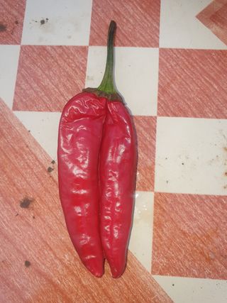 허굴산농장님의 고추 · 일상 작성글 사진