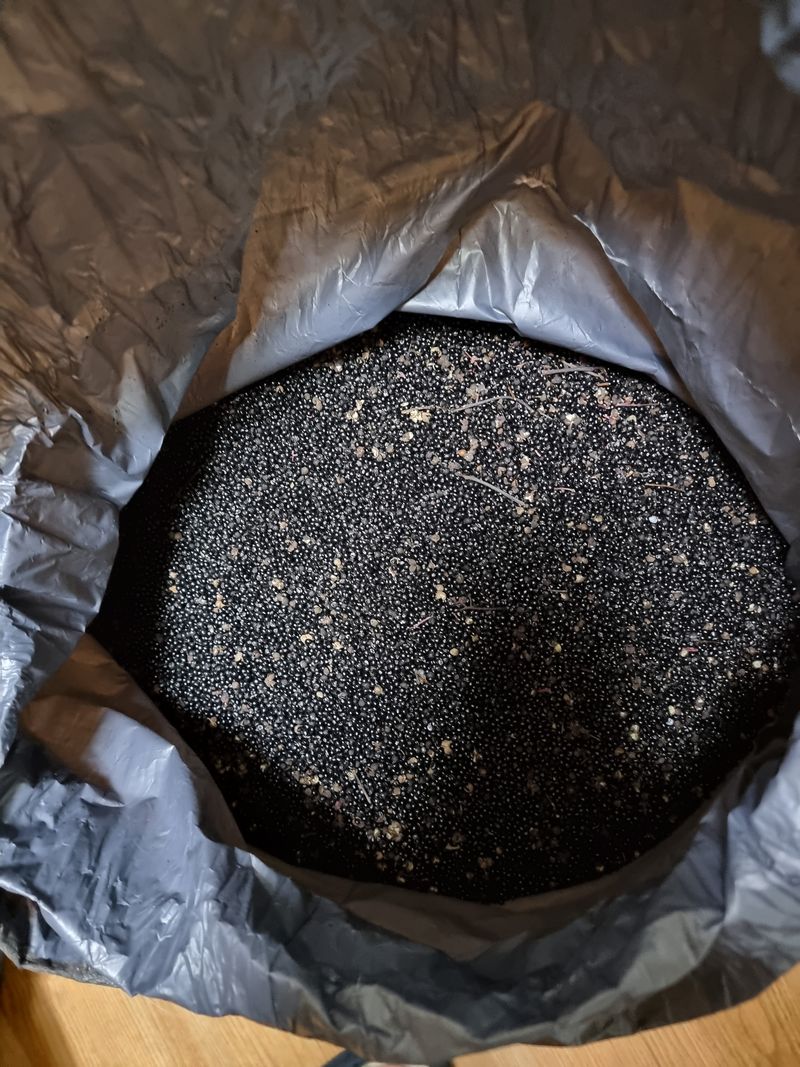 장터 상품 [산초씨앗가격 ] 썸네일