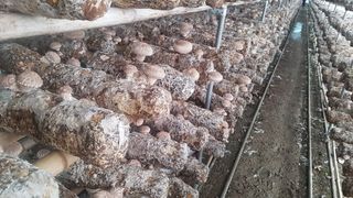 옥수수8238님의 버섯 · 생장기 농작업 작성글 사진