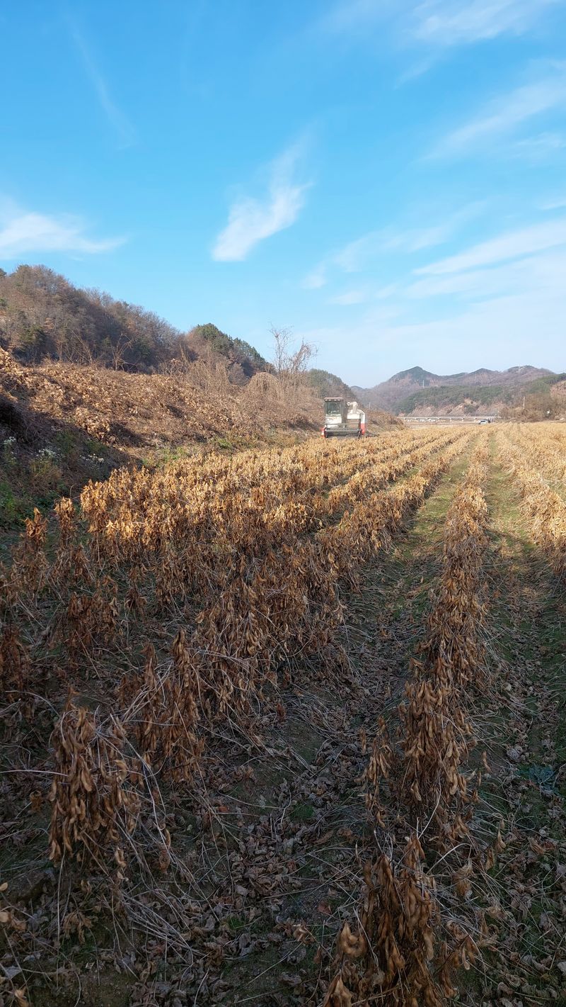 박진하님의 장터 판매 상품 [헷서리태 청자5호] 첨부 사진