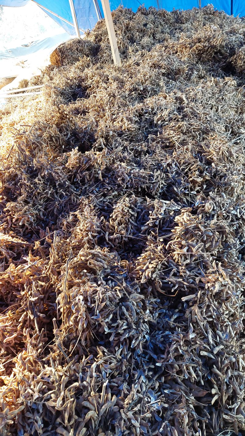 박진하님의 장터 판매 상품 [헷서리태 청자5호] 첨부 사진