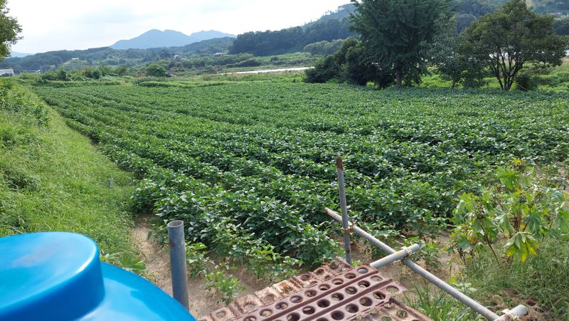 박진하님의 장터 판매 상품 [헷서리태 청자5호] 첨부 사진