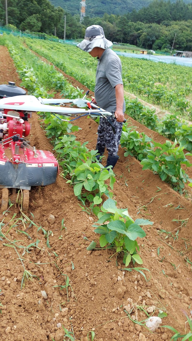박진하님의 장터 판매 상품 [헷서리태 청자5호] 첨부 사진
