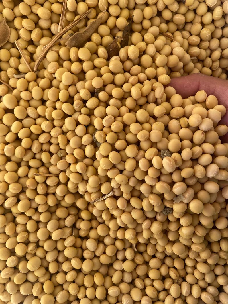 장터 상품 [백태콩(선풍) 대량 우선이에요!] 썸네일