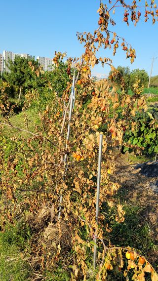 이상열님의 기타작물 · 병해충상담 작성글 사진