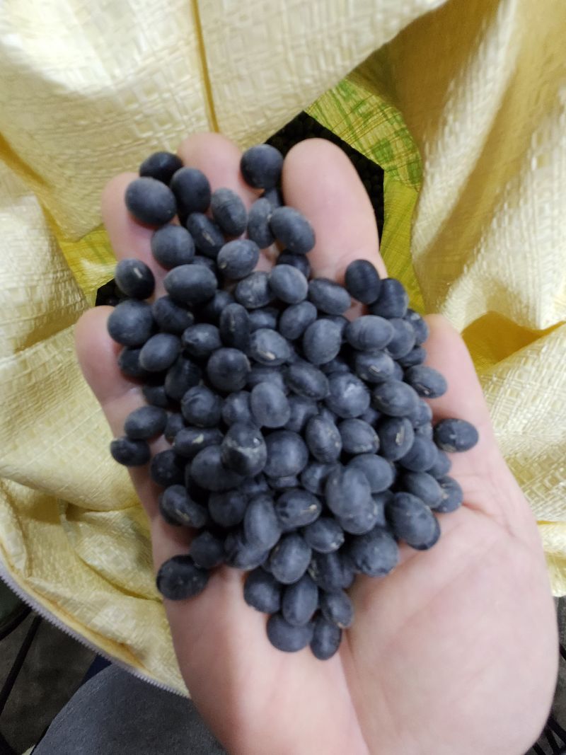 장터 상품 [서리태 신품종 태청 ] 썸네일