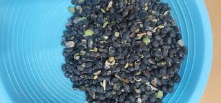 소병지님의 콩 · 병해충상담 작성글 사진