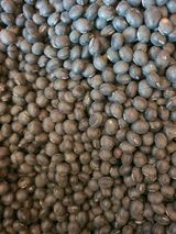 팜모닝 콩·자유게시판 게시글 이미지