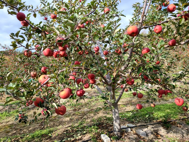 최경식님의 장터 판매 상품 [사과쥬스 1박스 ] 첨부 사진