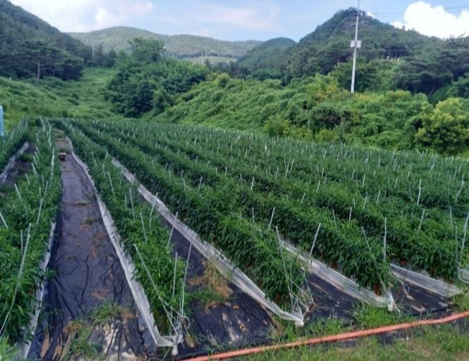 장터 상품 [고춧가루  600g1근  15,000원  5근 남았습니다.                  배송료 포함 8만원] 썸네일