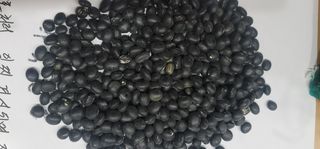 소병지님의 콩 · 자유게시판 작성글 사진