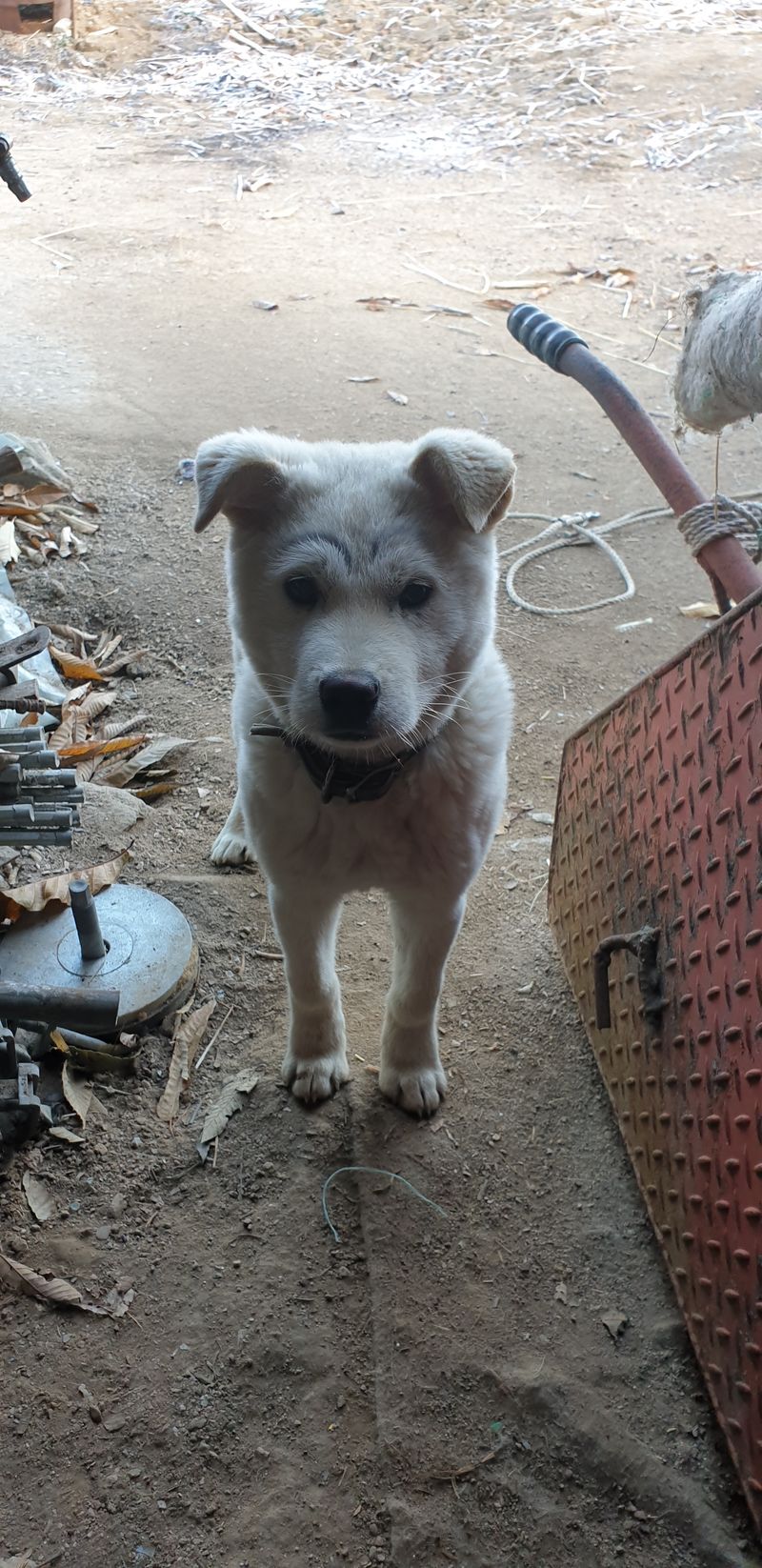 이남우님의 장터 판매 상품 [4륜구동쎄레스] 첨부 사진