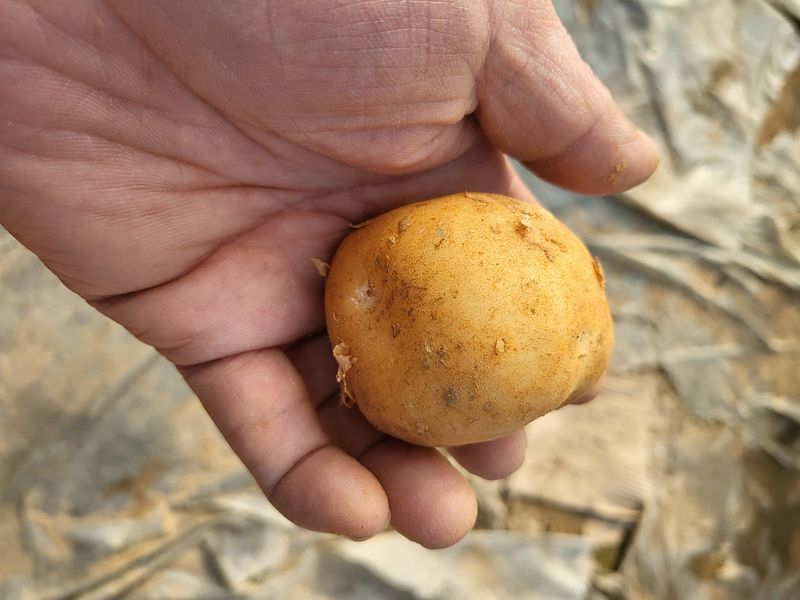 장터 상품 [중,대 감자팝니다.20kg,10kg(택배 착불 입니다)] 썸네일