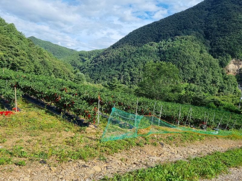 김영섭 님의 장터 판매 상품 [건고추 ] 첨부 사진