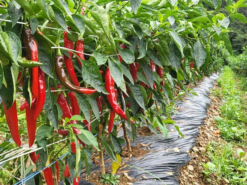 김영섭 님의 장터 판매 상품 [건고추 ] 첨부 사진