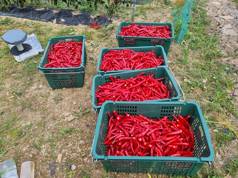 김영섭 님의 장터 판매 상품 [건고추 ] 첨부 사진