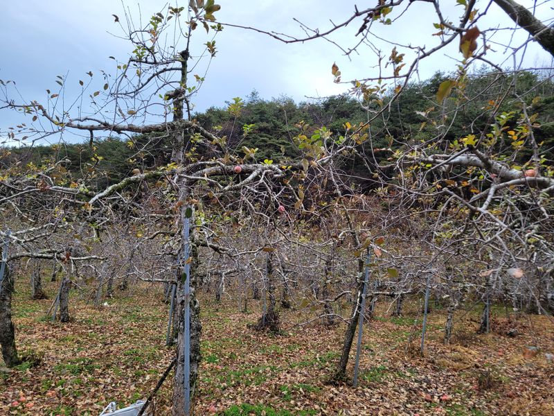 장터 상품 [사과 10kg] 썸네일