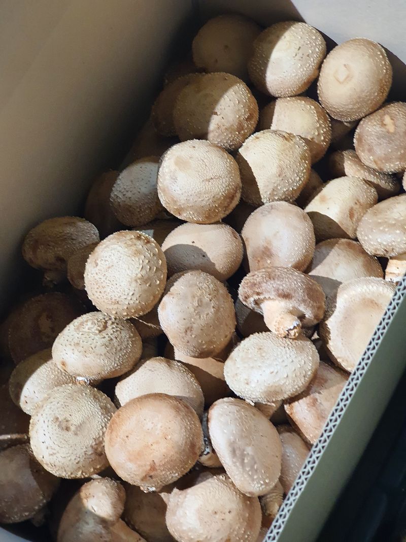 장터 상품 [표고버섯  2kg ] 썸네일