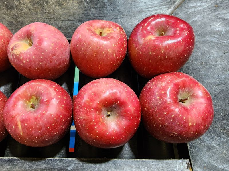 장터 상품 [부사사과🍎팔아요♡] 썸네일