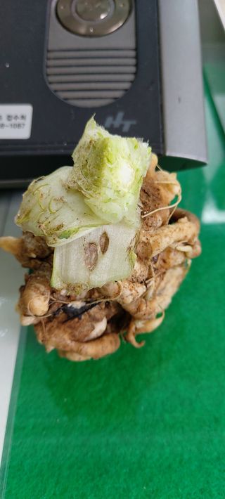 이정찬님의 배추 · 병해충상담 작성글 사진