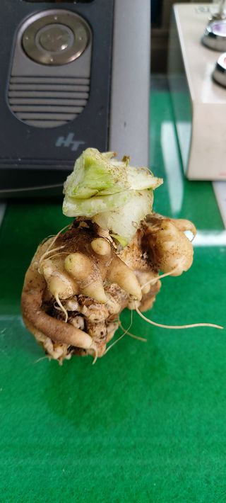 이정찬님의 배추 · 병해충상담 작성글 사진