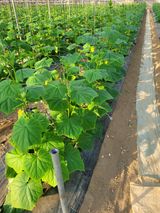 팜모닝 오이·자유게시판 게시글 이미지