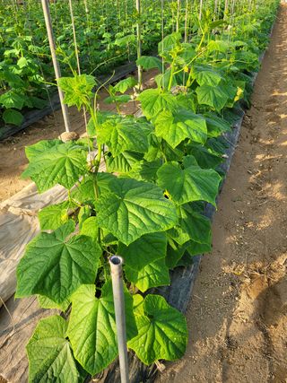 한들농원~~^^님의 오이 · 자유게시판 작성글 사진