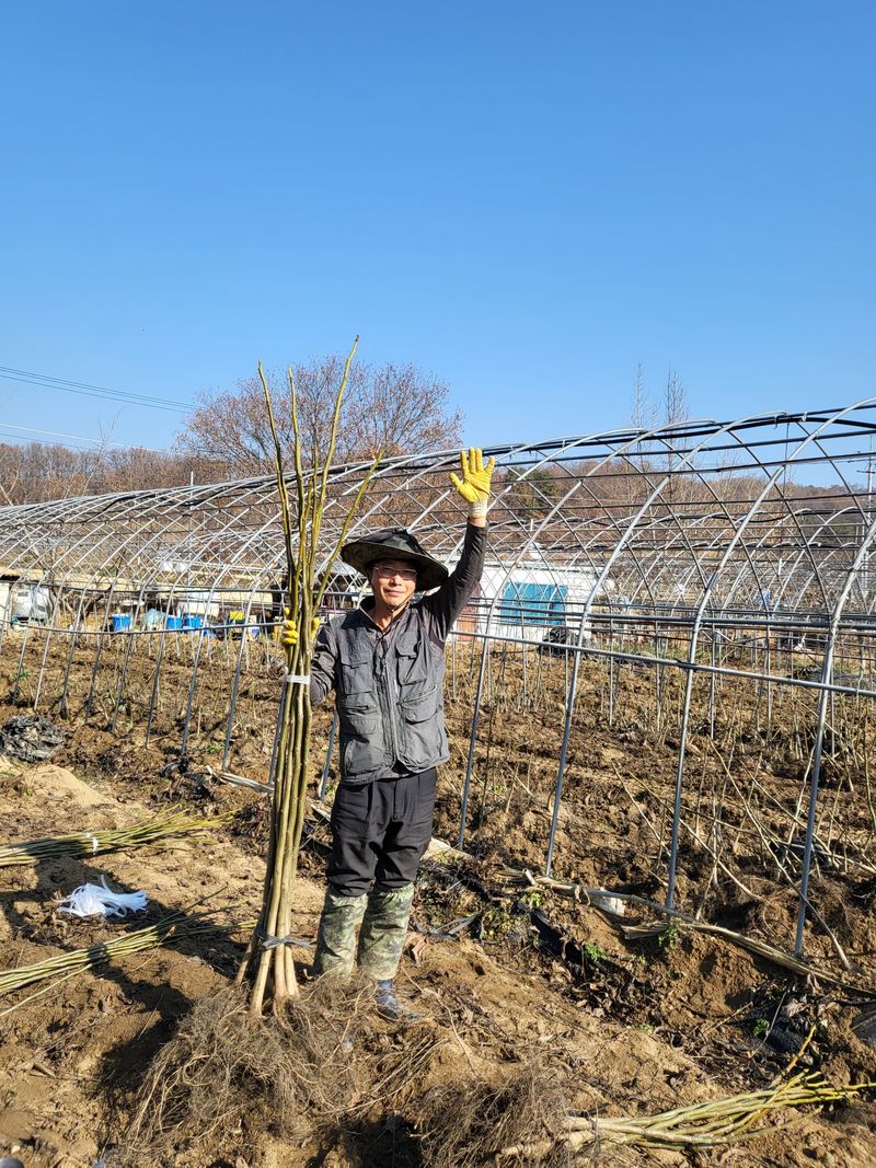 혜조님의 장터 판매 상품 [호두묘목 (다량주문30%할인)] 첨부 사진