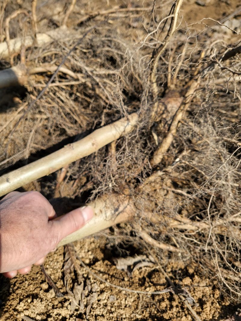 혜조님의 장터 판매 상품 [호두묘목 (다량주문30%할인)] 첨부 사진