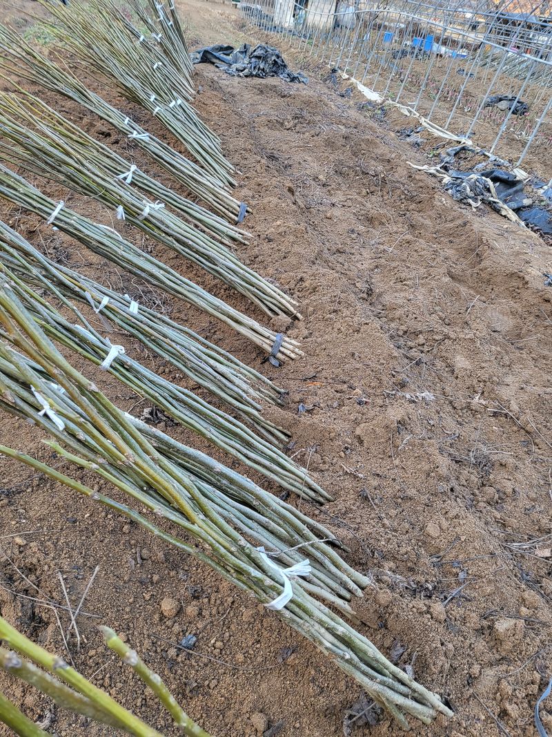 혜조님의 장터 판매 상품 [호두묘목 (다량주문30%할인)] 첨부 사진