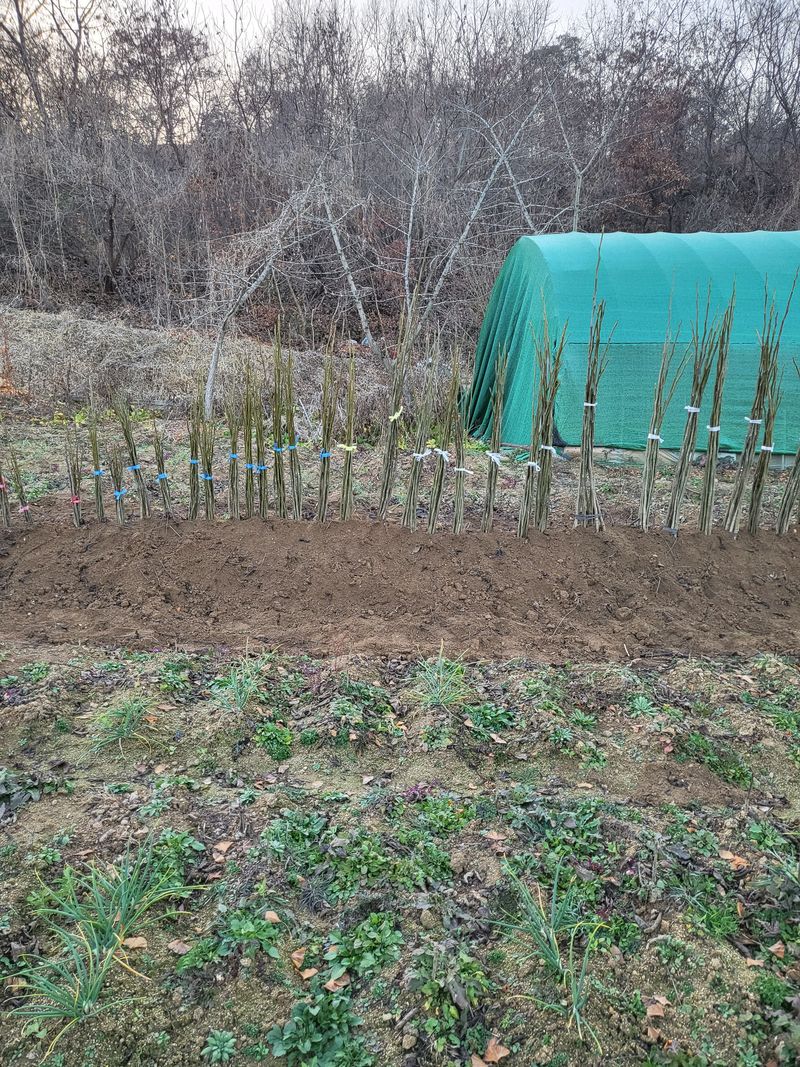 혜조님의 장터 판매 상품 [호두묘목 (다량주문30%할인)] 첨부 사진