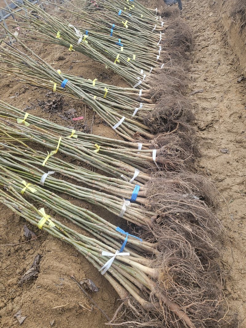 장터 상품 [호두묘목 (다량주문30%할인)] 썸네일