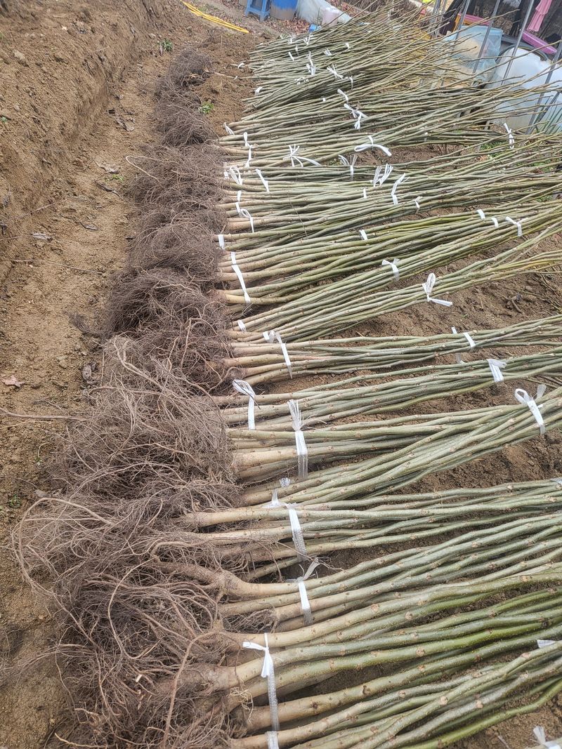 혜조님의 장터 판매 상품 [호두묘목 (다량주문30%할인)] 첨부 사진